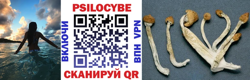 Псилоцибиновые грибы Cubensis  Томмот 
